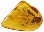 Fossil Ant & Spider In Baltic Amber #48216-1